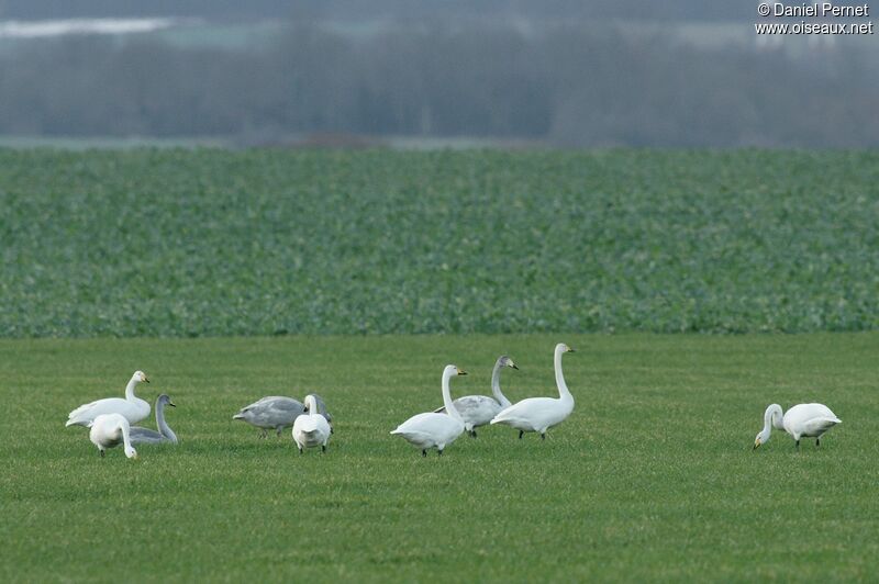 Whooper Swan, identification