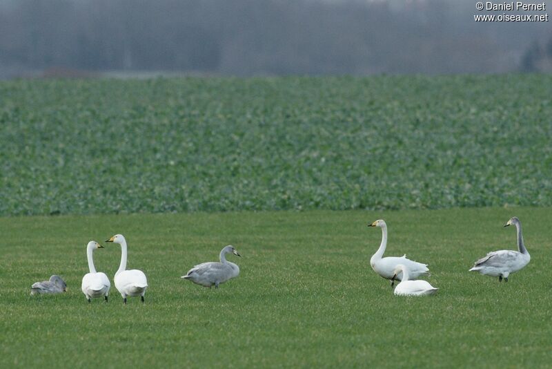 Whooper Swan, identification