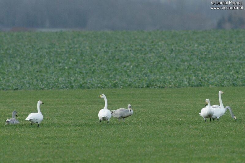 Whooper Swan, identification, feeding habits, Behaviour