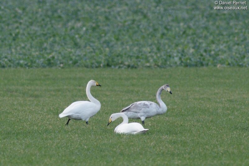 Cygne chanteur, identification, régime, Comportement