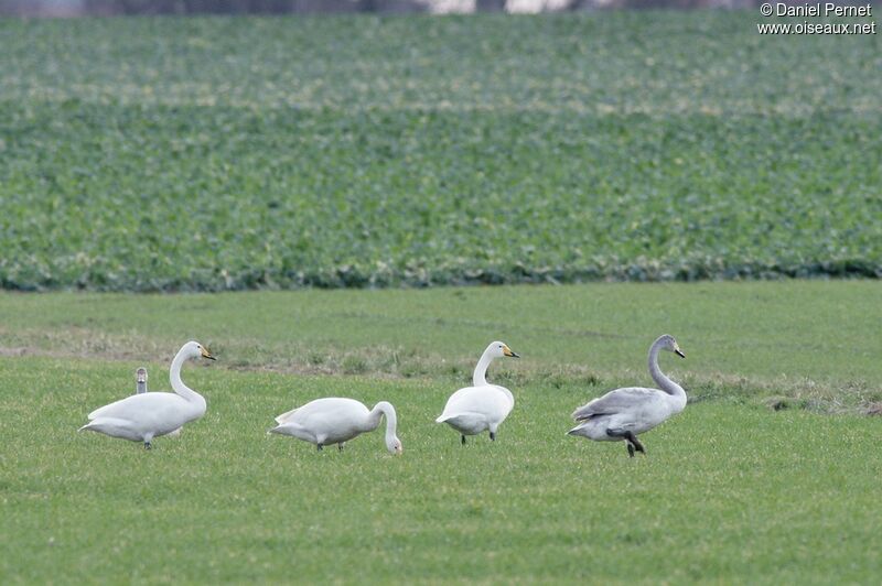 Cygne chanteur, identification, régime, Comportement