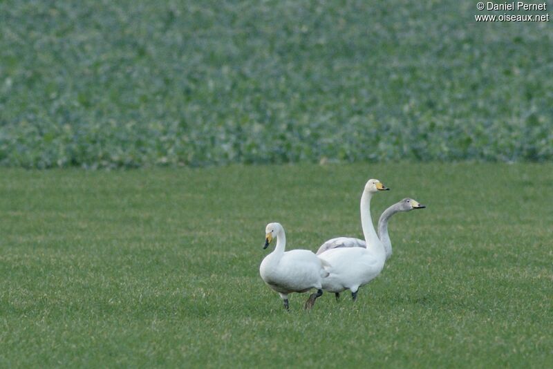 Cygne chanteur, identification