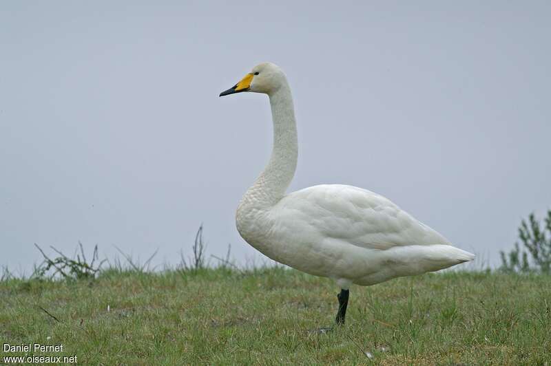 Whooper Swanadult, identification