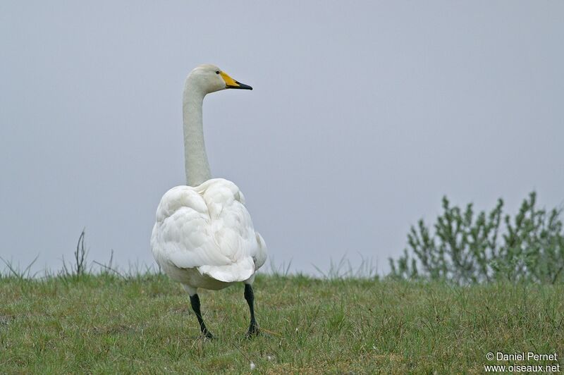 Cygne chanteuradulte, identification, Comportement