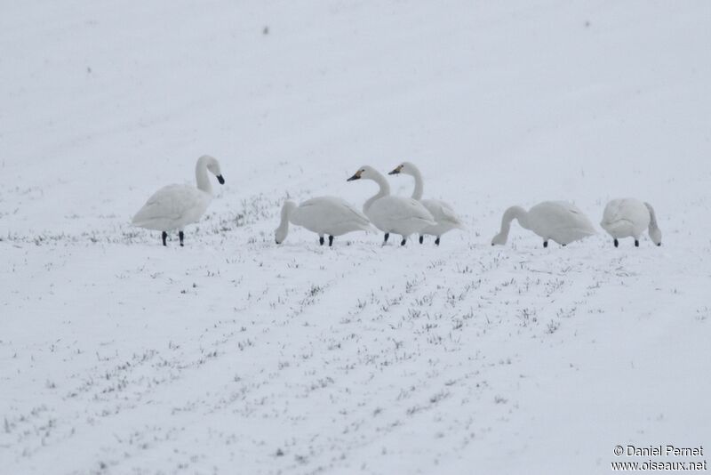 Tundra Swanadult post breeding, identification