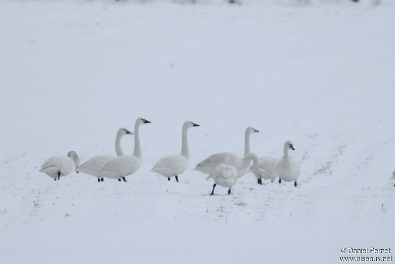 Cygne de Bewickadulte internuptial, identification