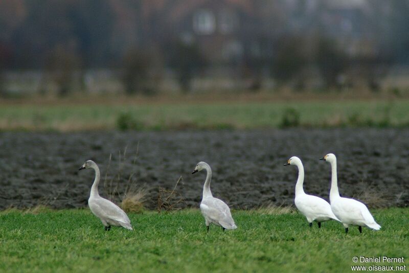 Tundra Swanadult, identification