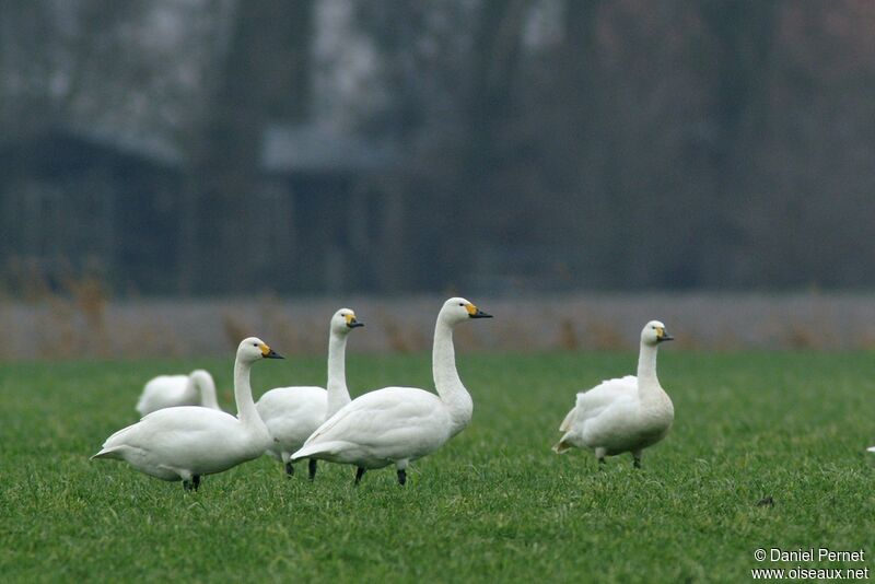 Cygne de Bewickadulte, identification