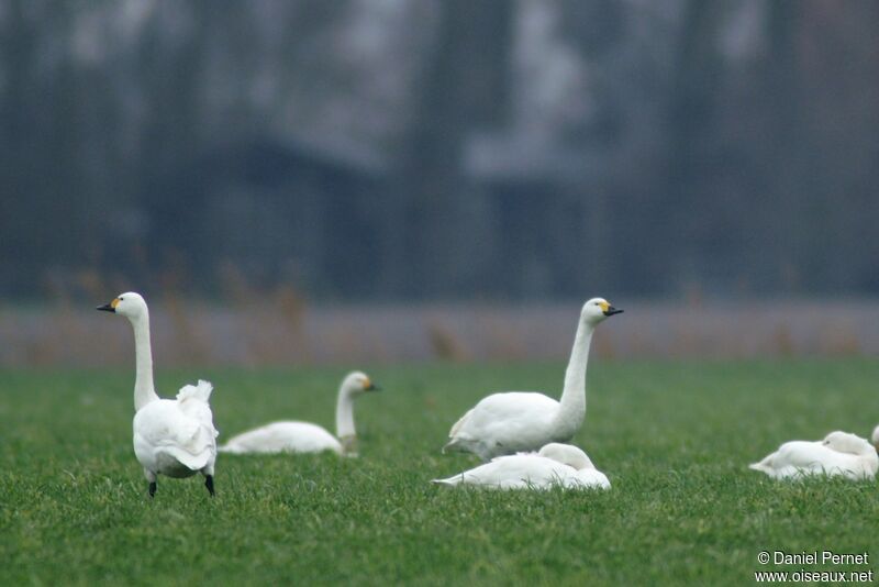 Tundra Swanadult, identification