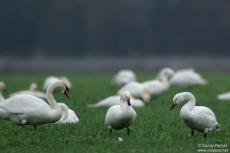 Tundra Swanadult, identification