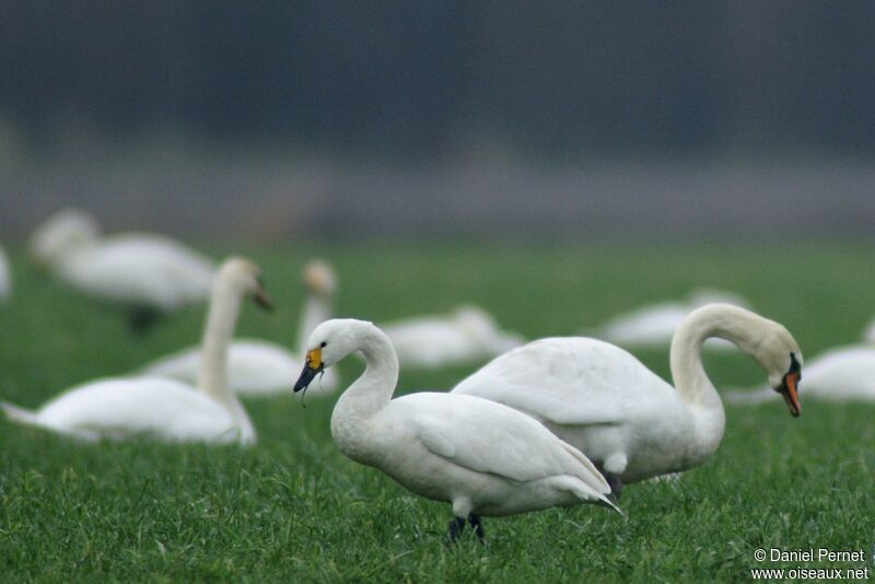 Tundra Swanadult post breeding, identification, eats