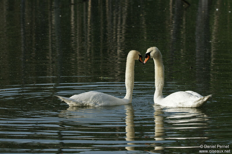 Cygne tuberculéadulte, parade