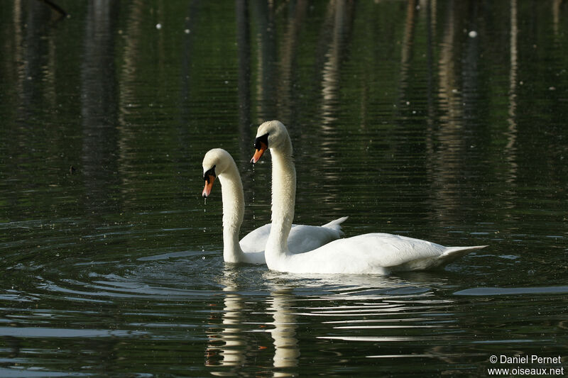 Cygne tuberculéadulte, parade