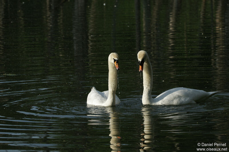 Cygne tuberculéadulte, parade