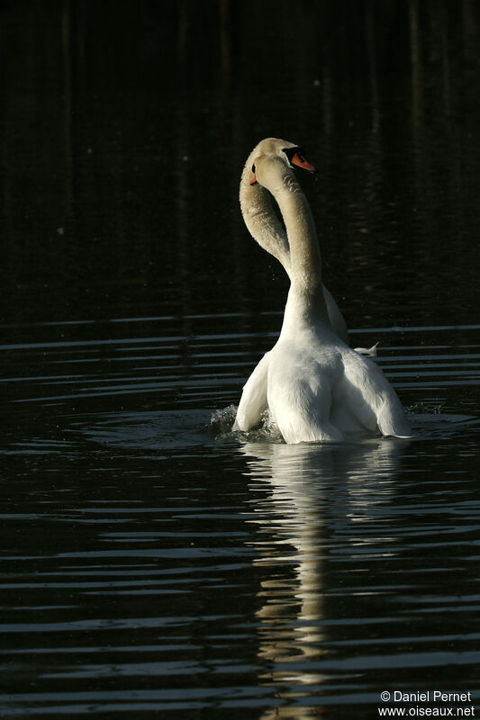 Cygne tuberculéadulte, parade