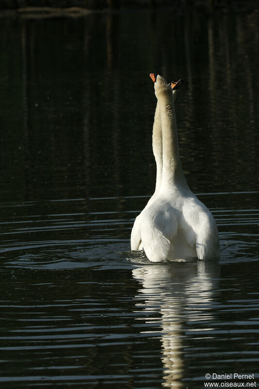 Cygne tuberculéadulte, parade