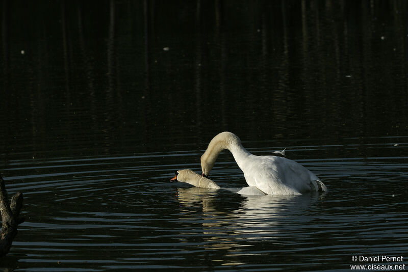 Cygne tuberculéadulte, accouplement.