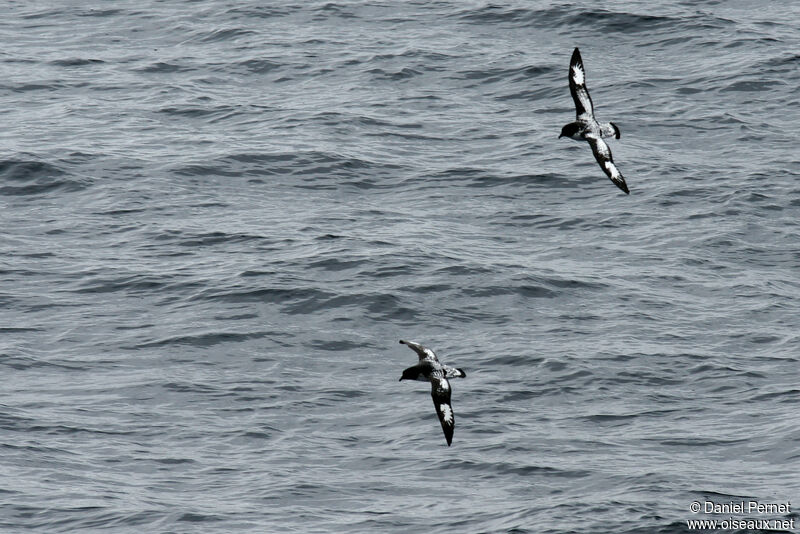 Pintado Petreladult, Flight