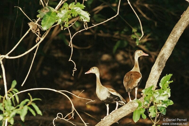 Dendrocygne à ventre noiradulte, identification, Comportement