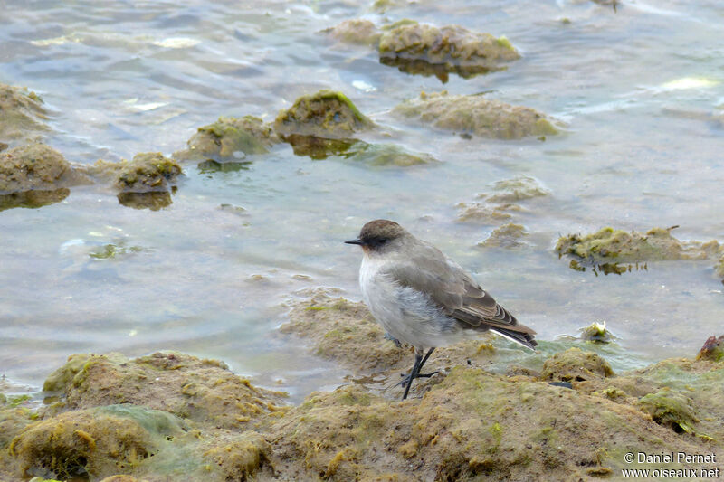 Dark-faced Ground Tyrant, walking