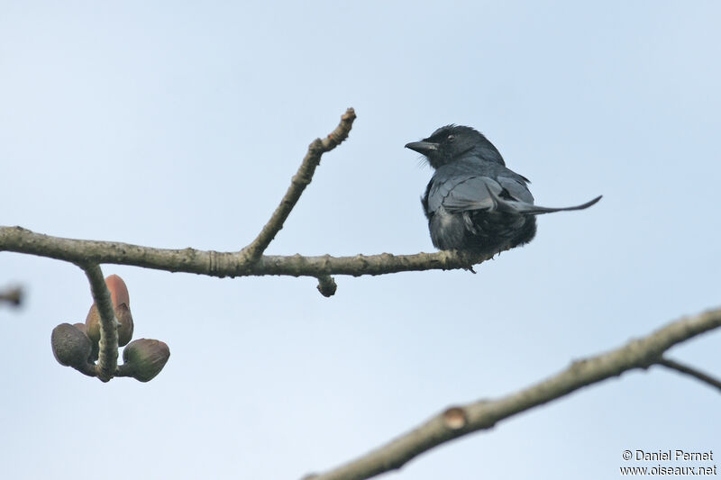 Black Drongoadult, identification