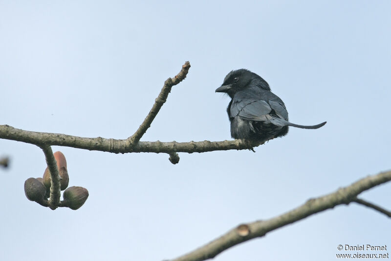 Black Drongoadult, identification