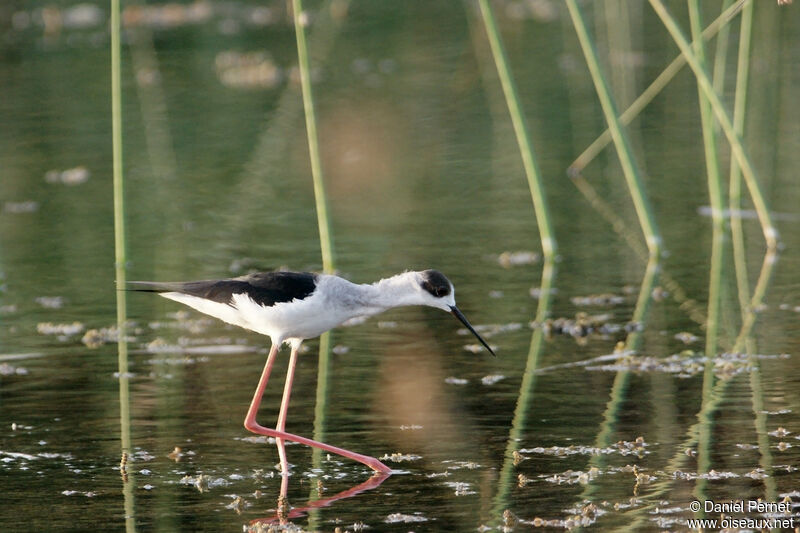 Black-winged Stiltadult, walking