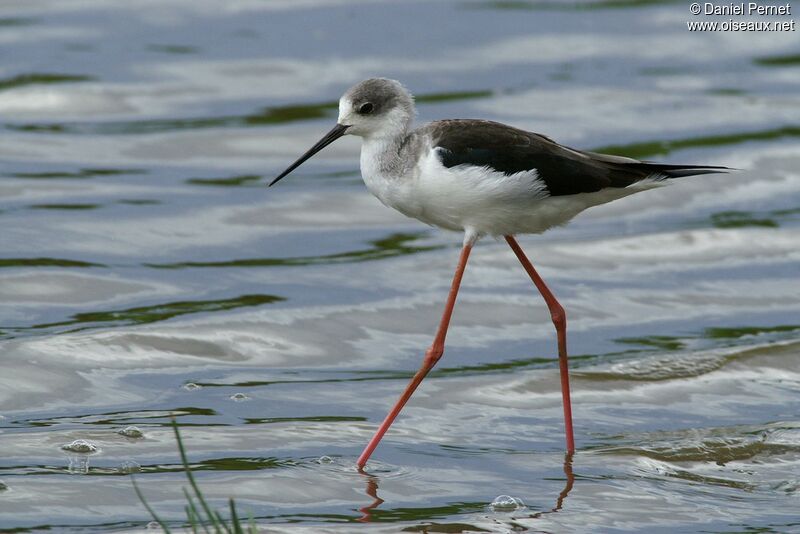 Black-winged Stiltadult post breeding, identification