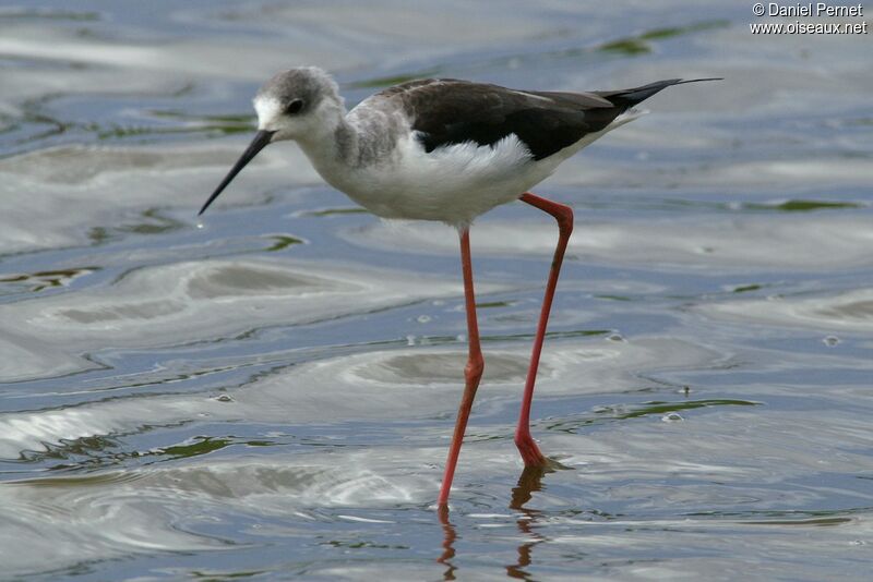 Black-winged Stiltadult post breeding