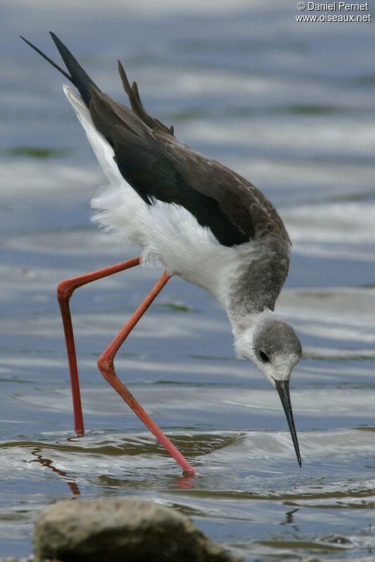 Black-winged Stiltadult post breeding, identification