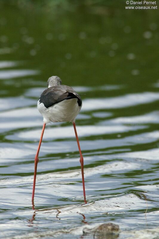 Black-winged Stiltadult post breeding, identification