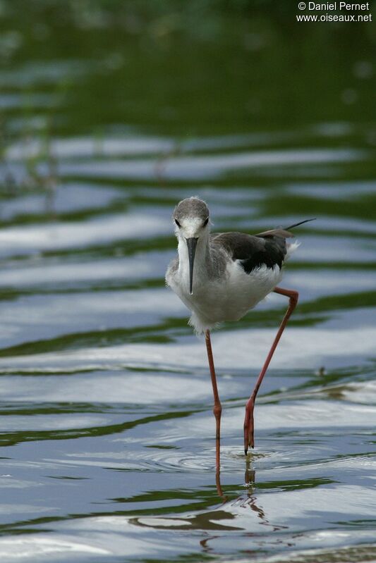 Black-winged Stiltadult post breeding, identification