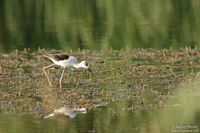 Échasse blanche, marche, pêche/chasse