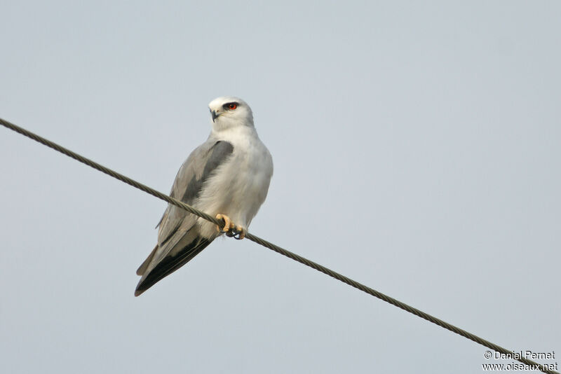 Black-winged Kiteadult