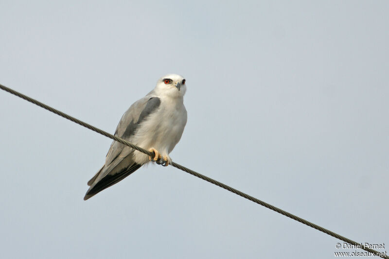 Élanion blancadulte, identification