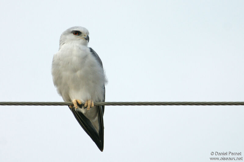 Black-winged Kiteadult, identification