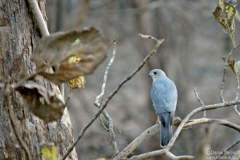 Shikraadult, identification