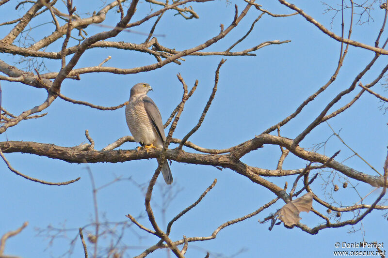 Shikraadult, habitat