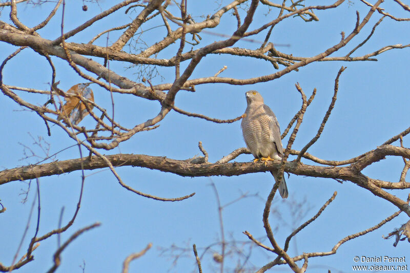 Épervier shikra, identification