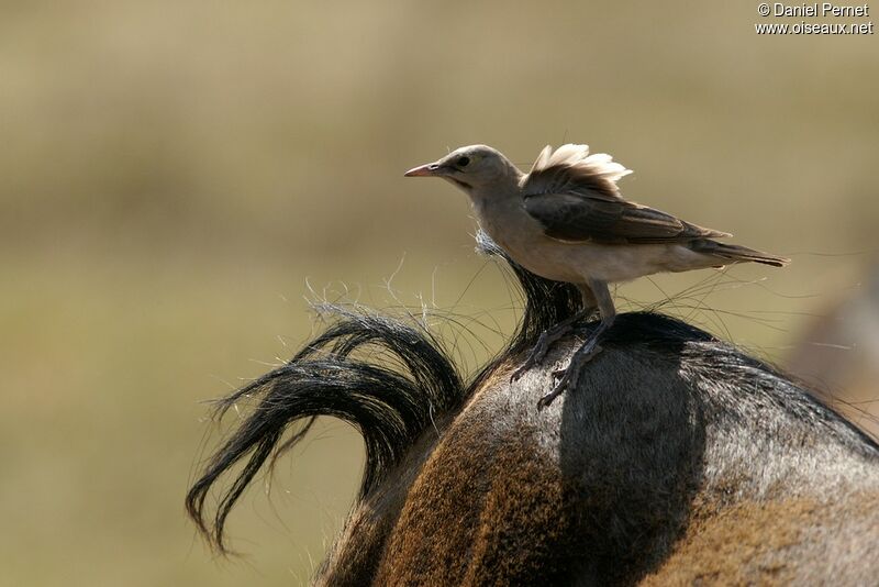 Wattled Starlingadult, identification