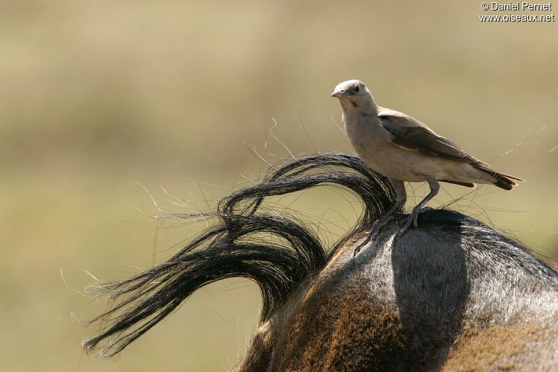 Wattled Starlingadult