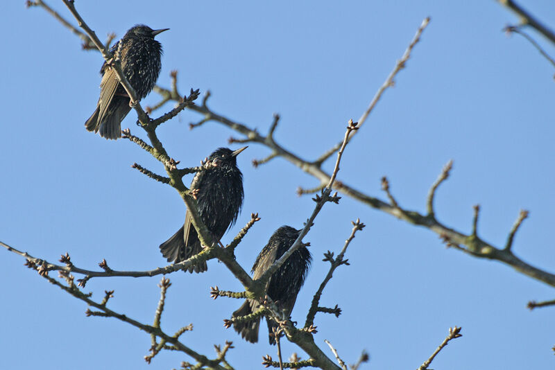 Common Starling