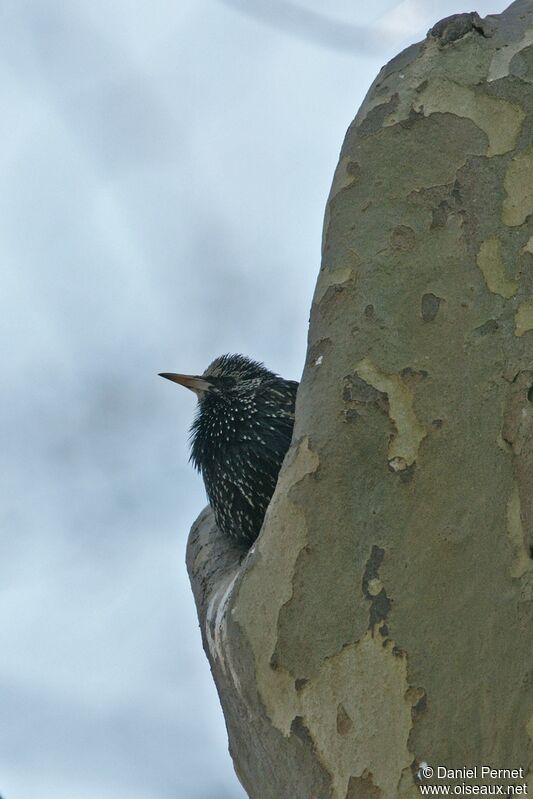 Common Starlingadult, Reproduction-nesting