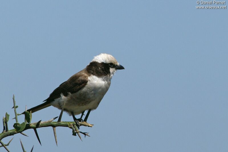 Northern White-crowned Shrikeadult, identification