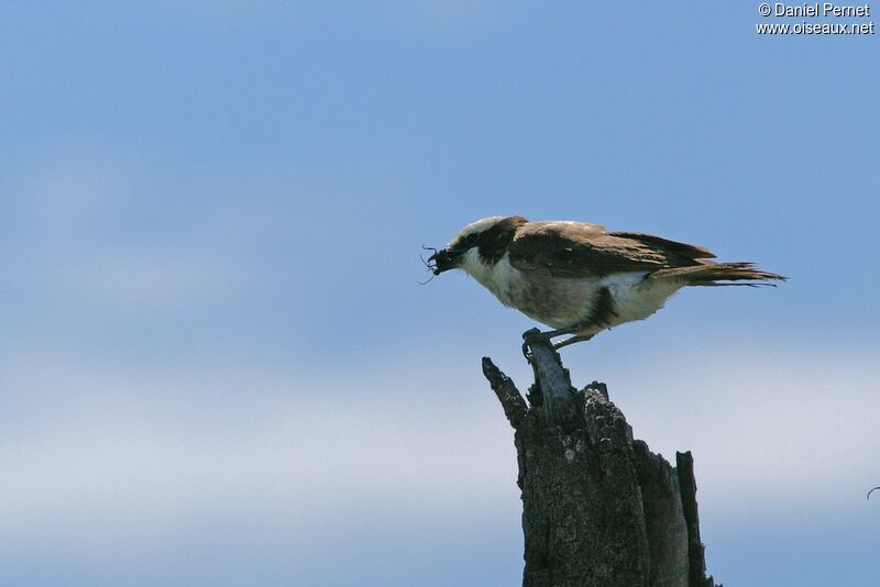 Northern White-crowned Shrikeadult, feeding habits, Behaviour