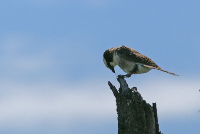 Northern White-crowned Shrikeadult, feeding habits, Behaviour