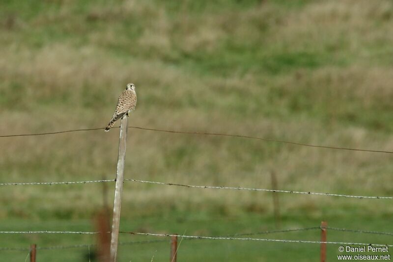 Common Kestrelimmature, identification