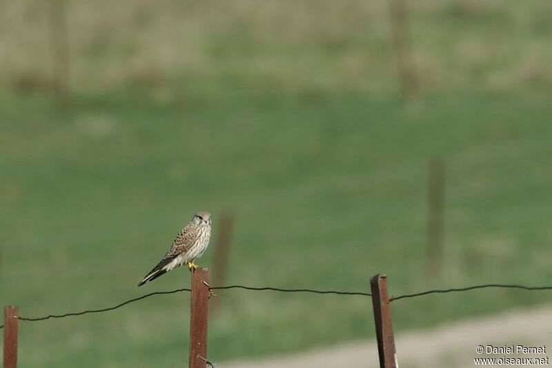 Common Kestrelimmature, identification