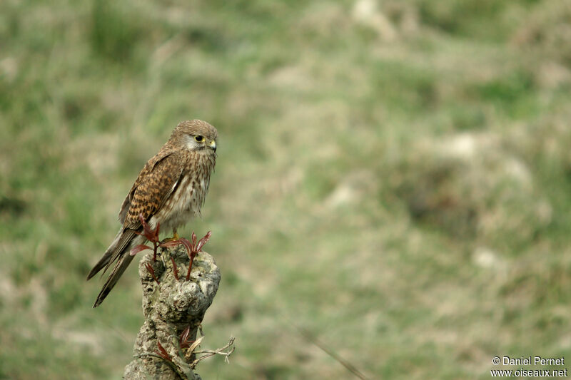 Common Kestrel female adult