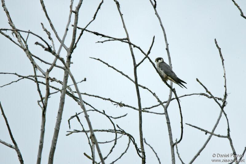 Faucon hobereauadulte, habitat